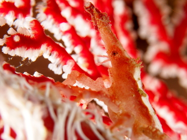 Depressed Spider Crab - Xenocarcinus depressus - Fiji