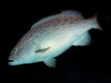 Yellowfin Grouper - Mycteroperca venenosa - Cozumel, Mexico