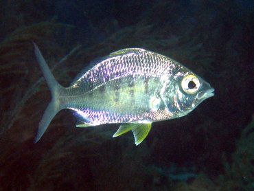 Yellowfin Mojarra - Gerres cinereus - Bonaire