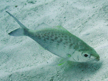Yellowfin Mojarra - Gerres cinereus - Grand Cayman