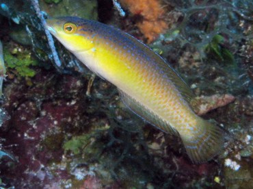 Yellowhead Wrasse - Halichoeres garnoti - Grand Cayman