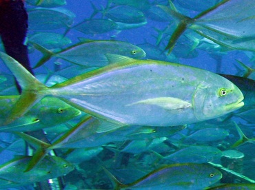Yellow Jack - Carangoides bartholomaei - Nassau, Bahamas
