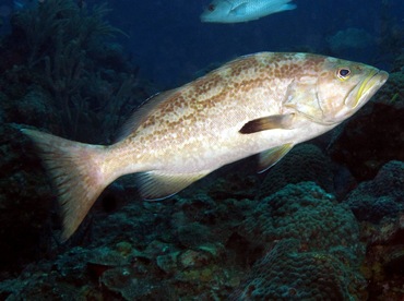 Yellowmouth Grouper - Mycteroperca interstitialis - Nassau, Bahamas