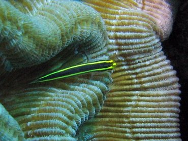 Yellownose Goby - Elacatinus randalli - Bonaire