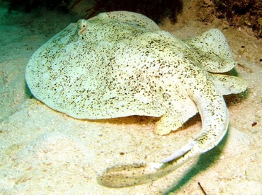 Yellow Stingray - Urobatis jamaicensis - Nassau, Bahamas