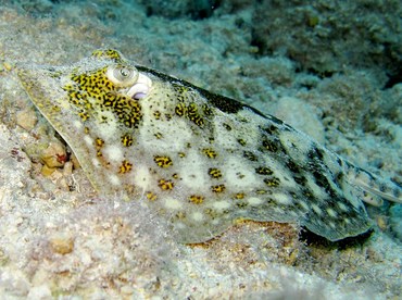 Yellow Stingray - Urobatis jamaicensis - Cozumel, Mexico