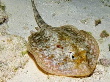 Yellow Stingray - Urobatis jamaicensis - Cozumel, Mexico
