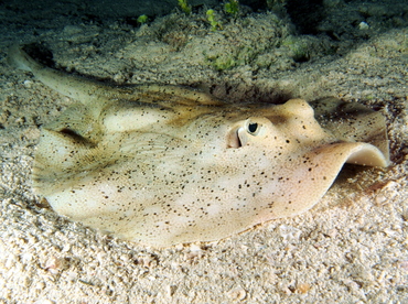 Yellow Stingray - Urobatis jamaicensis - Eleuthera, Bahamas