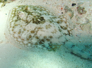 Yellow Stingray - Urobatis jamaicensis - Isla Mujeres, Mexico