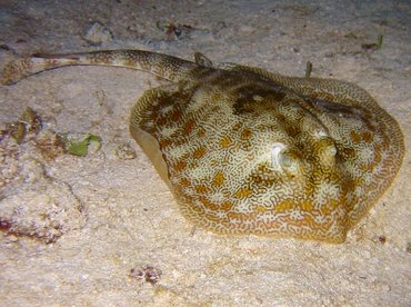 Yellow Stingray - Urobatis jamaicensis - Cozumel, Mexico