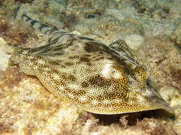 Yellow Stingray - Urobatis jamaicensis - Cozumel, Mexico