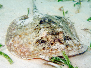 Yellow Stingray - Urobatis jamaicensis - Belize