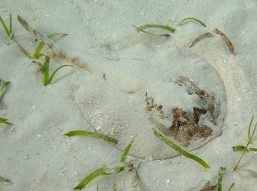 Yellow Stingray - Urobatis jamaicensis - Belize