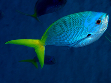 Yellowtail Fusilier - Caesio cuning - Great Barrier Reef, Australia