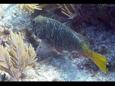 Yellowtail Parrotfish - Sparisoma rubripinne - Key Largo, Florida