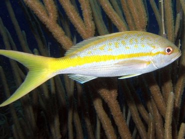 Yellowtail Snapper - Ocyurus chrysurus - Bonaire