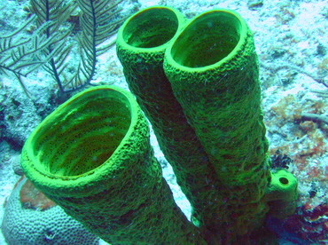 Yellow Tube Sponge - Aplysina fistularis - Turks and Caicos