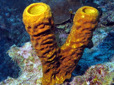Yellow Tube Sponge - Aplysina fistularis - Belize