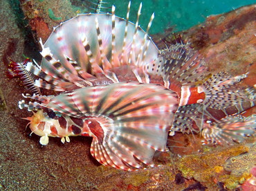 Zebra Lionfish - Dendrochirus zebra - Dumaguete, Philippines
