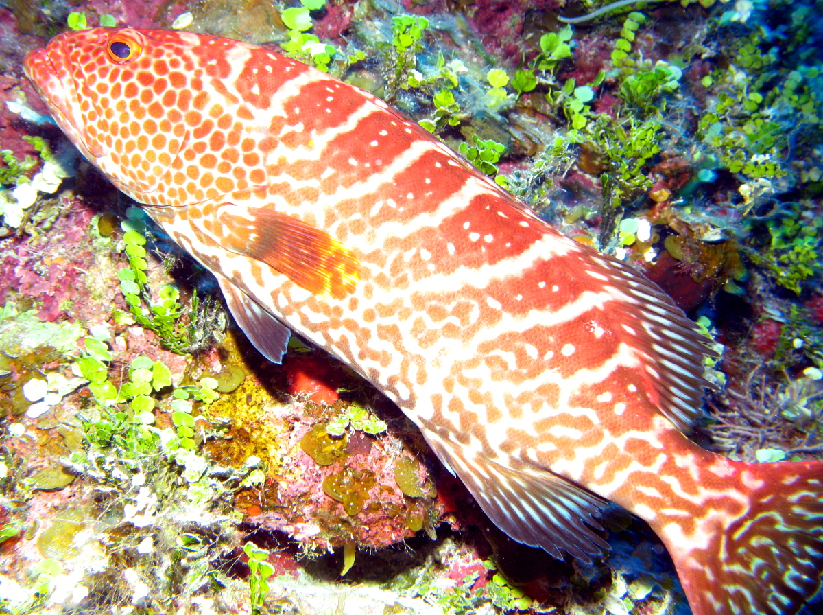Tiger Grouper - Mycteroperca tigris