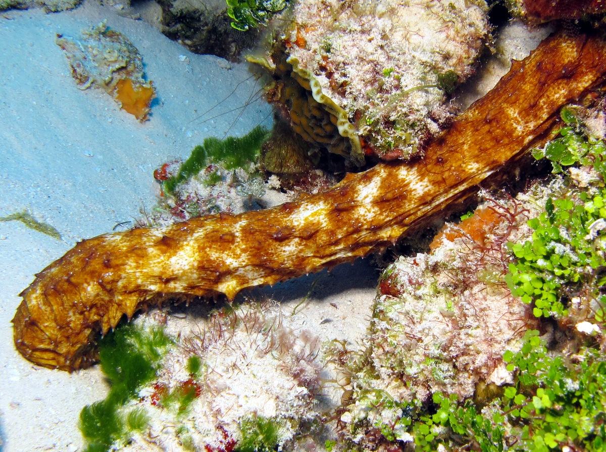 Tiger Tail Sea Cucumber - Holothuria thomasi