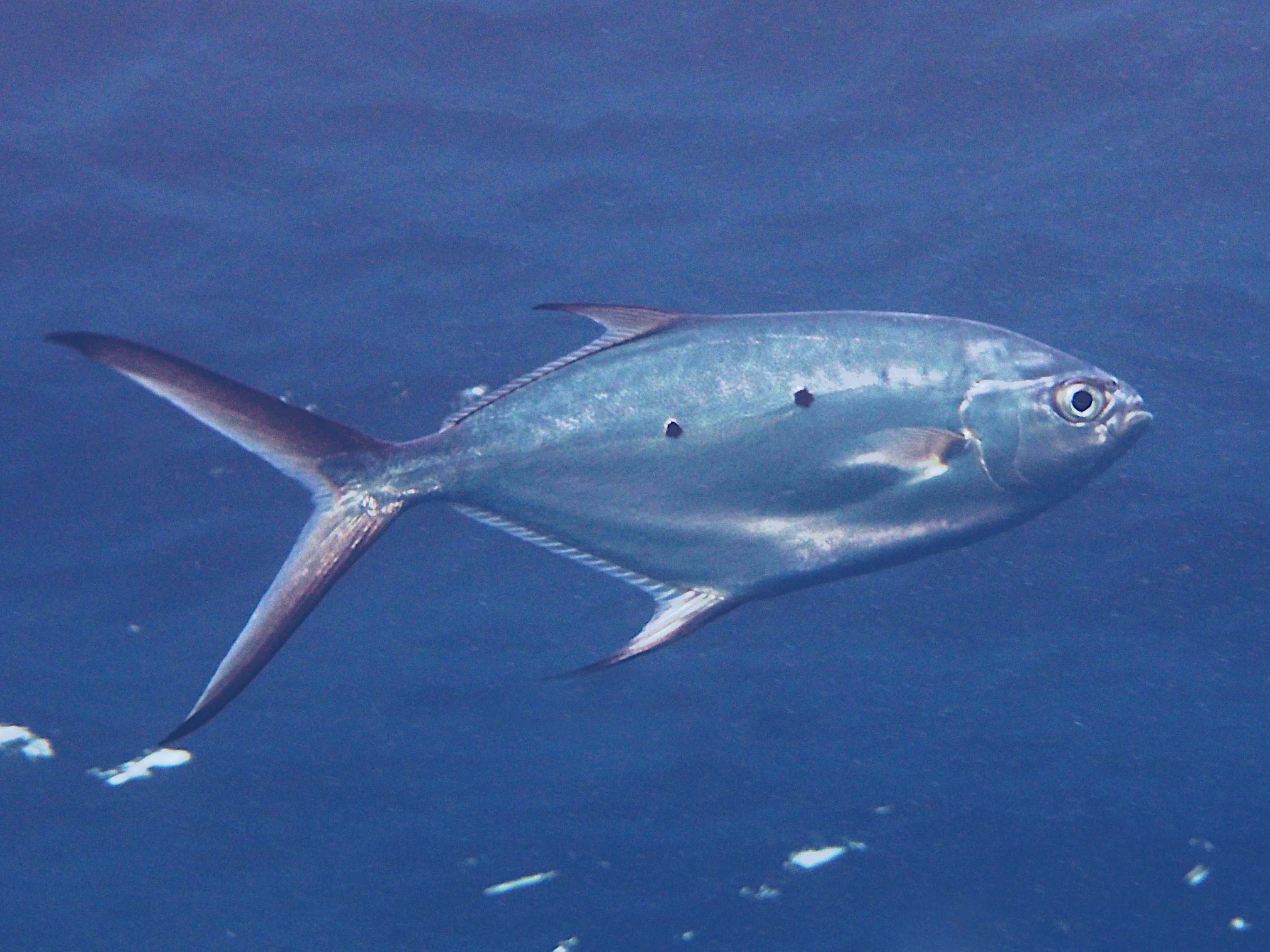 Small-Spotted Dart - Trachinotus baillonii - Great Barrier Reef, Australia