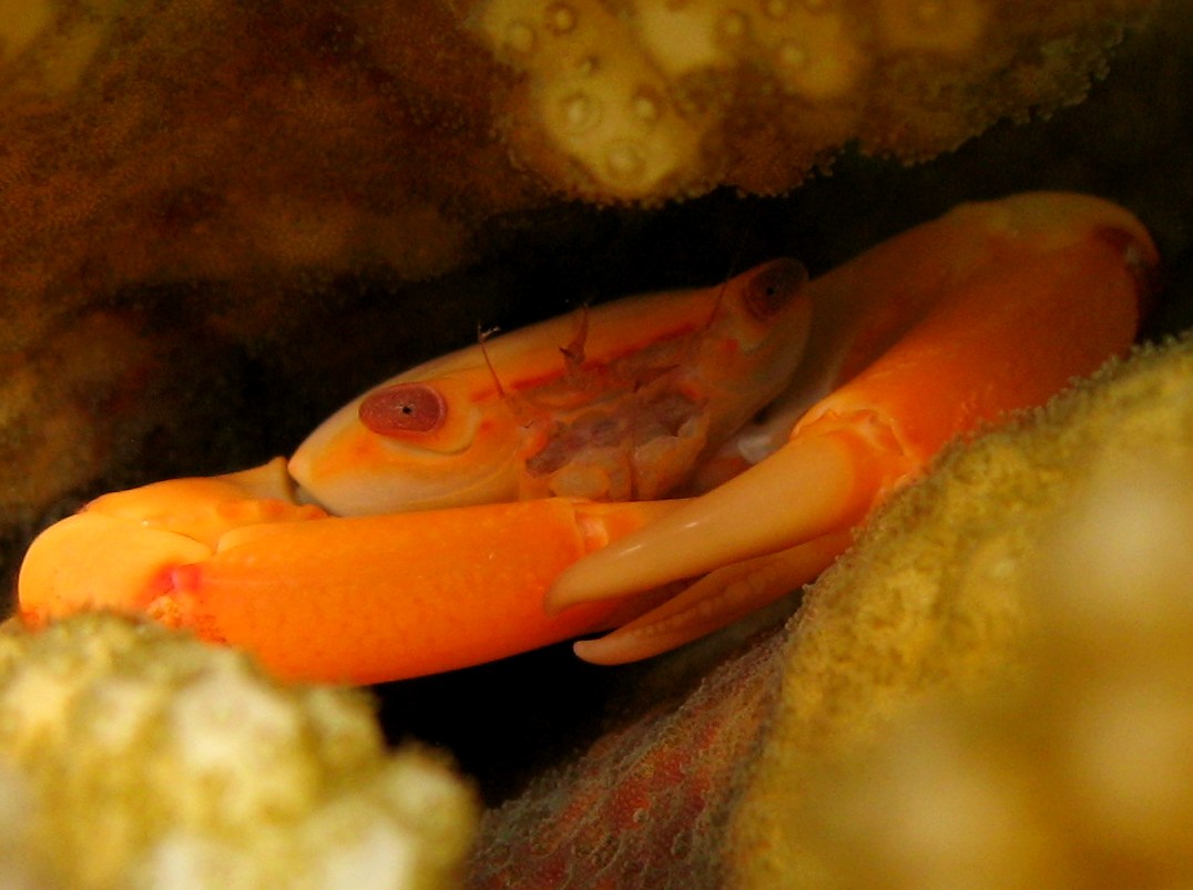 Two Tooth Guard Crab - Trapezia bidentata