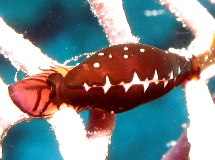 Triangular Cyphoma - Cyphoma sp. 1