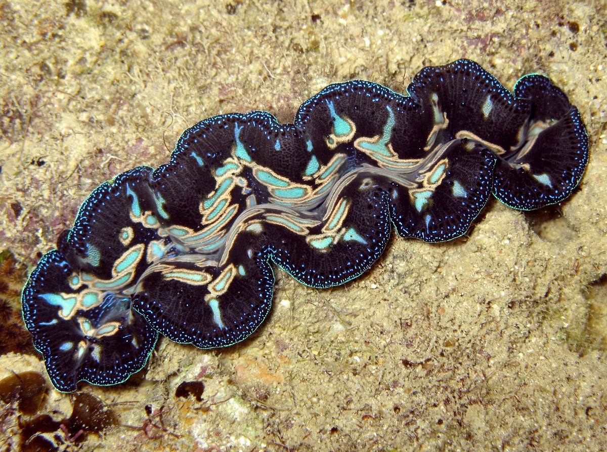 Crocus Giant Clam - Tridacna crocea - Palau
