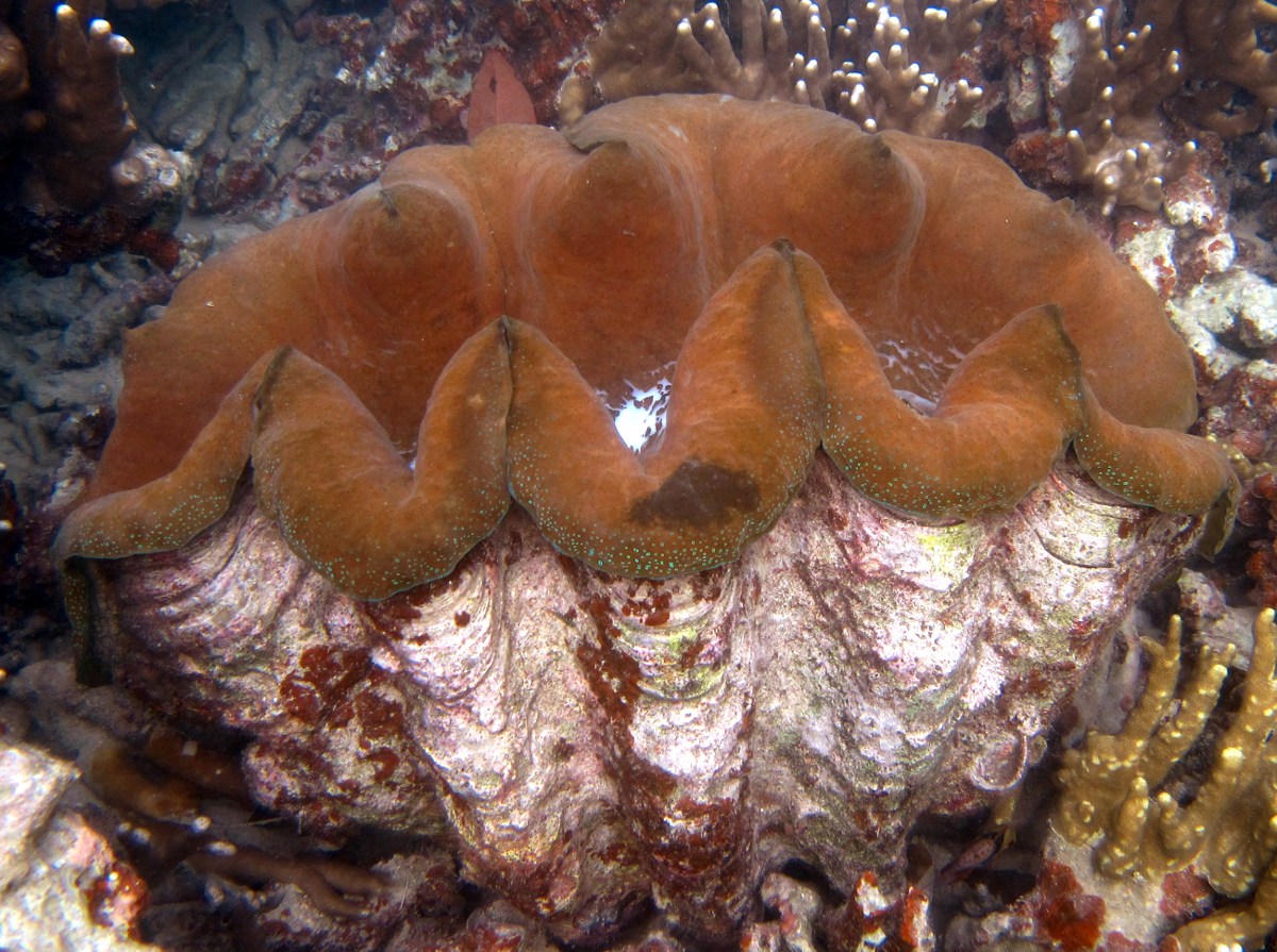 Giant Giant Clam - Tridacna gigas