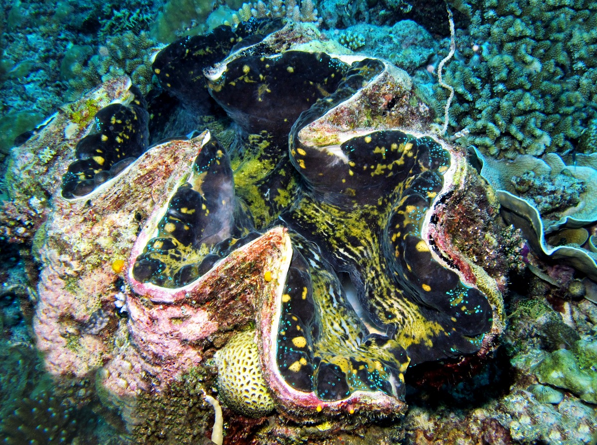 Giant Giant Clam - Tridacna gigas