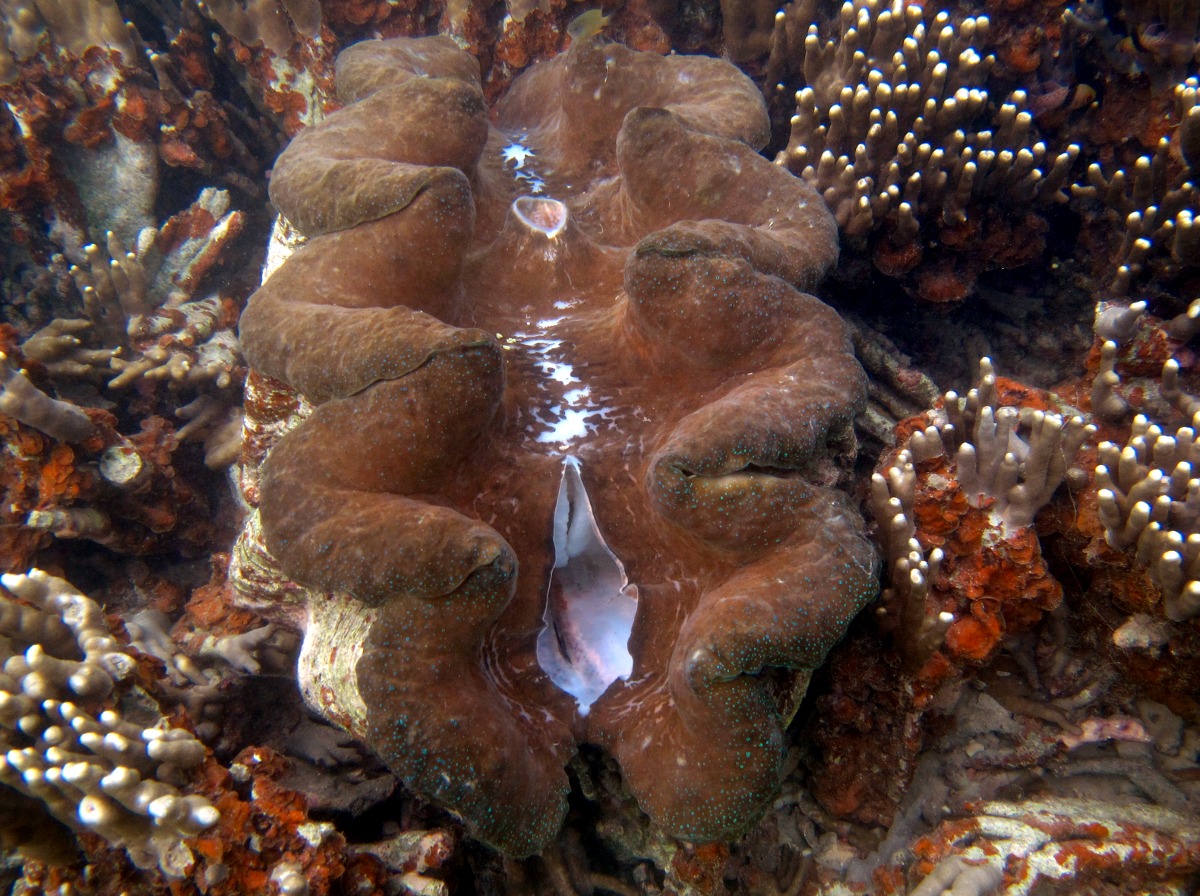 Giant Giant Clam - Tridacna gigas