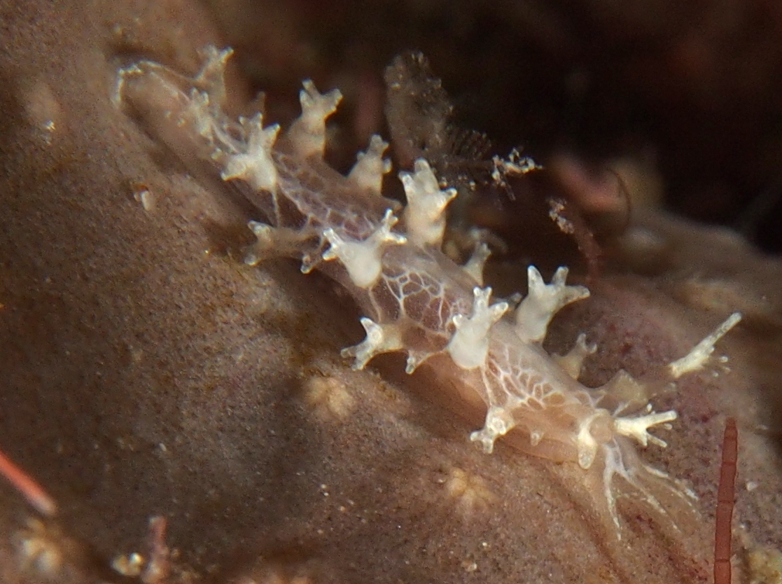 Crisscross Tritonia - Tritonia bayeri