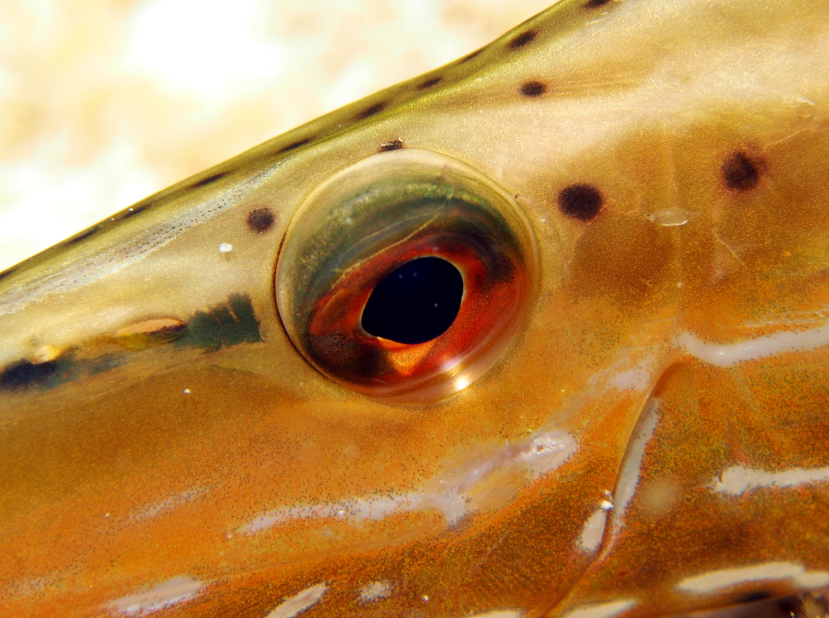 Trumpetfish - Aulostomus maculatus
