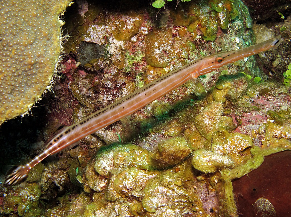 Trumpetfish - Aulostomus maculatus