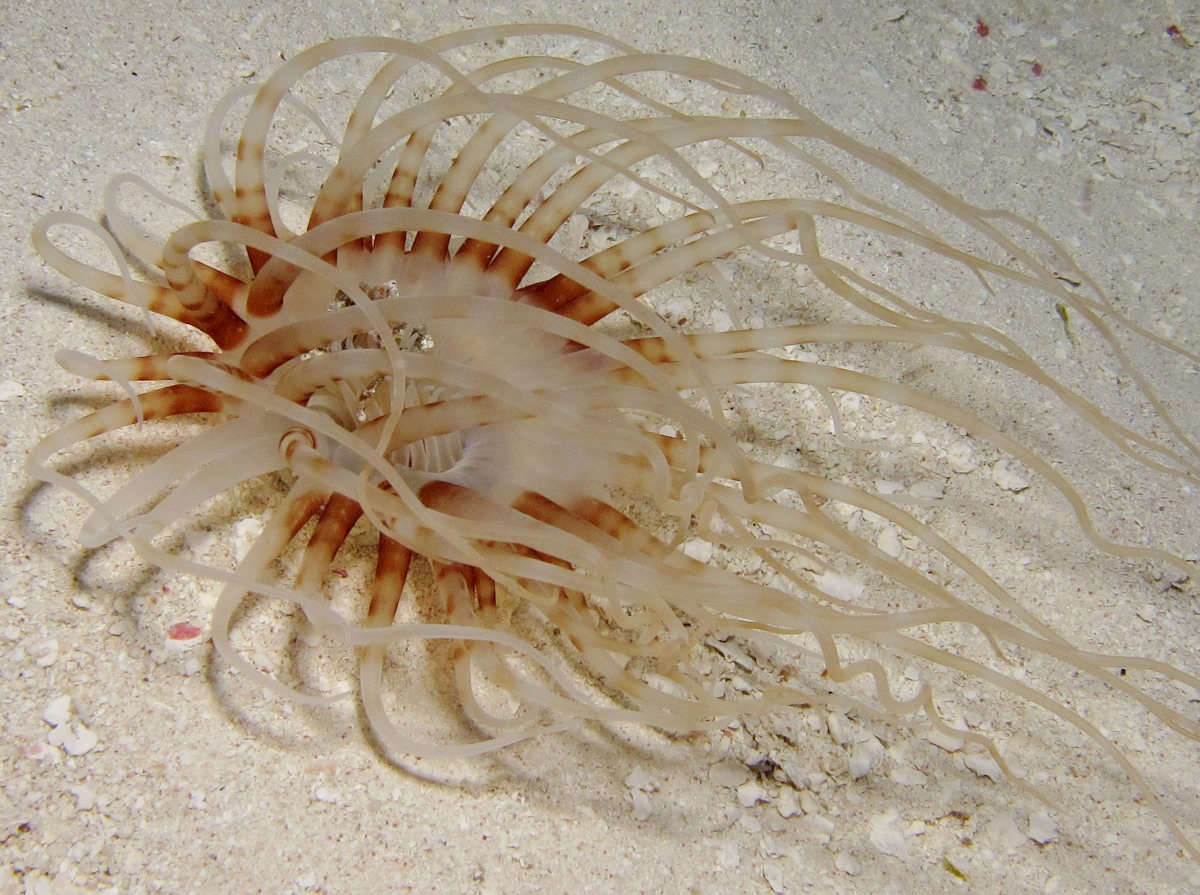 Banded Tube-Dwelling Anemone - Isarachnanthus nocturnus