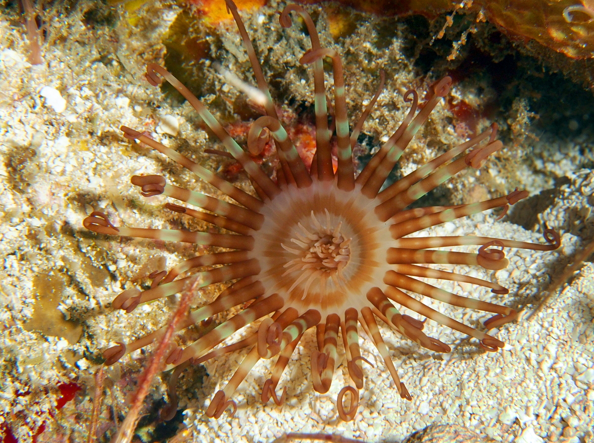 Banded Tube-Dwelling Anemone - Isarachnanthus nocturnus