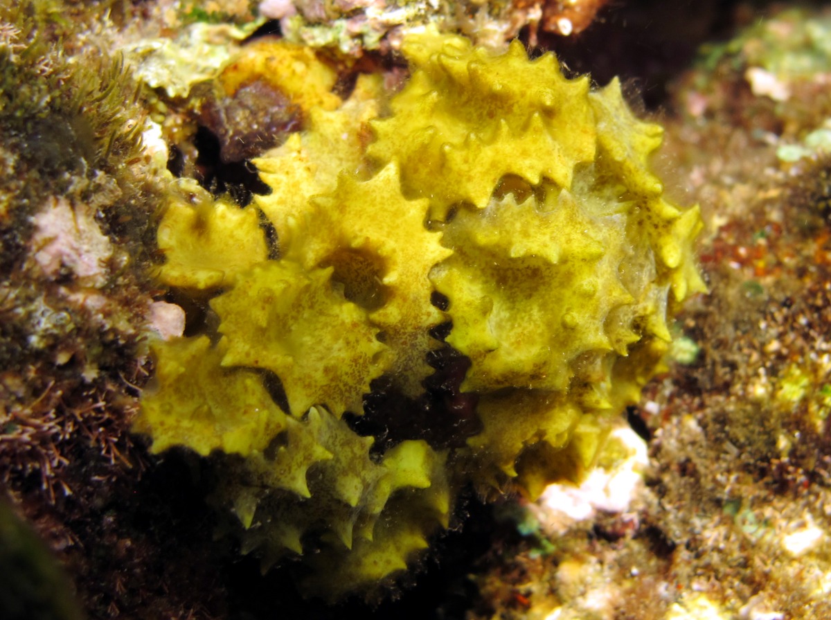 Ornate Seaweed - Turbinaria ornata - Maui, Hawaii
