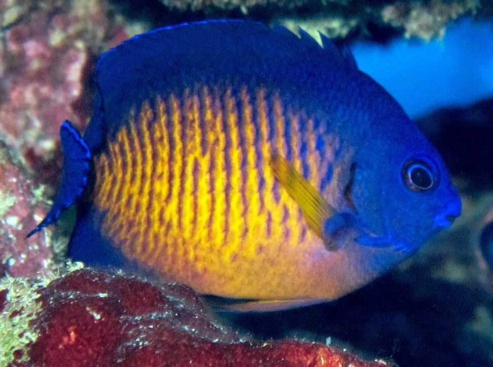 Two-Spined Angelfish - Centropyge bispinosa