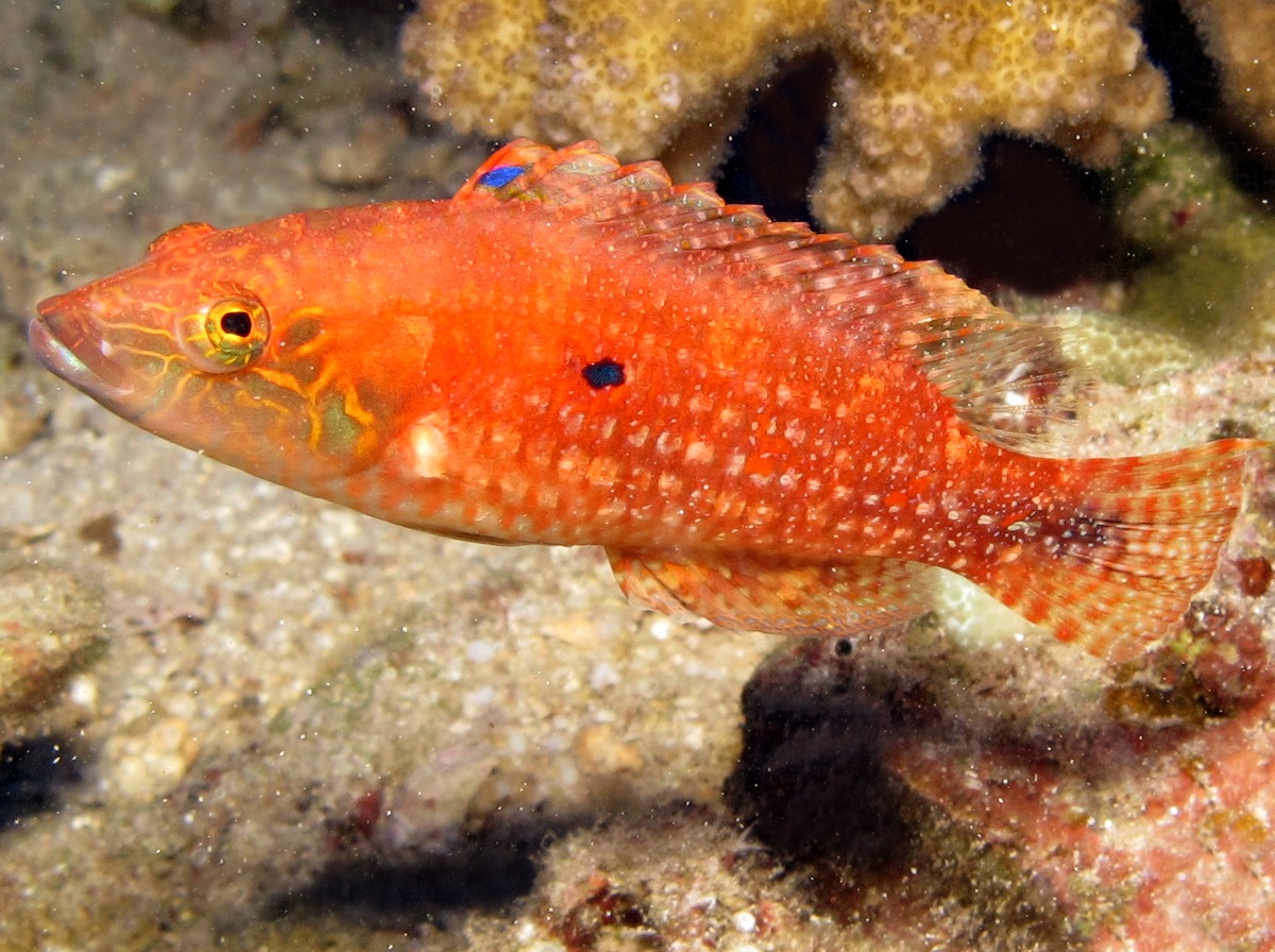Twospot Wrasse - Oxycheilinus bimaculatus
