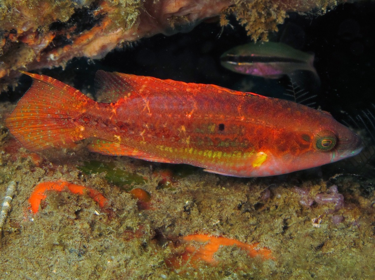 Twospot Wrasse - Oxycheilinus bimaculatus
