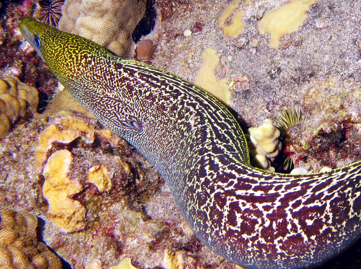 Undulated Moray Eel - Gymnothorax undulatus