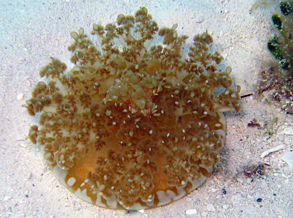 Upsidedown Jelly - Cassiopea frondosa