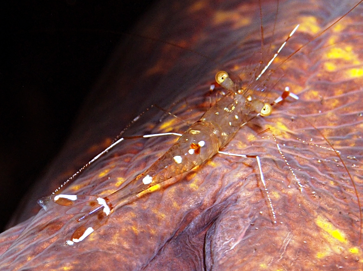 Urocaridella sp. 1 - Urocaridella sp. 1