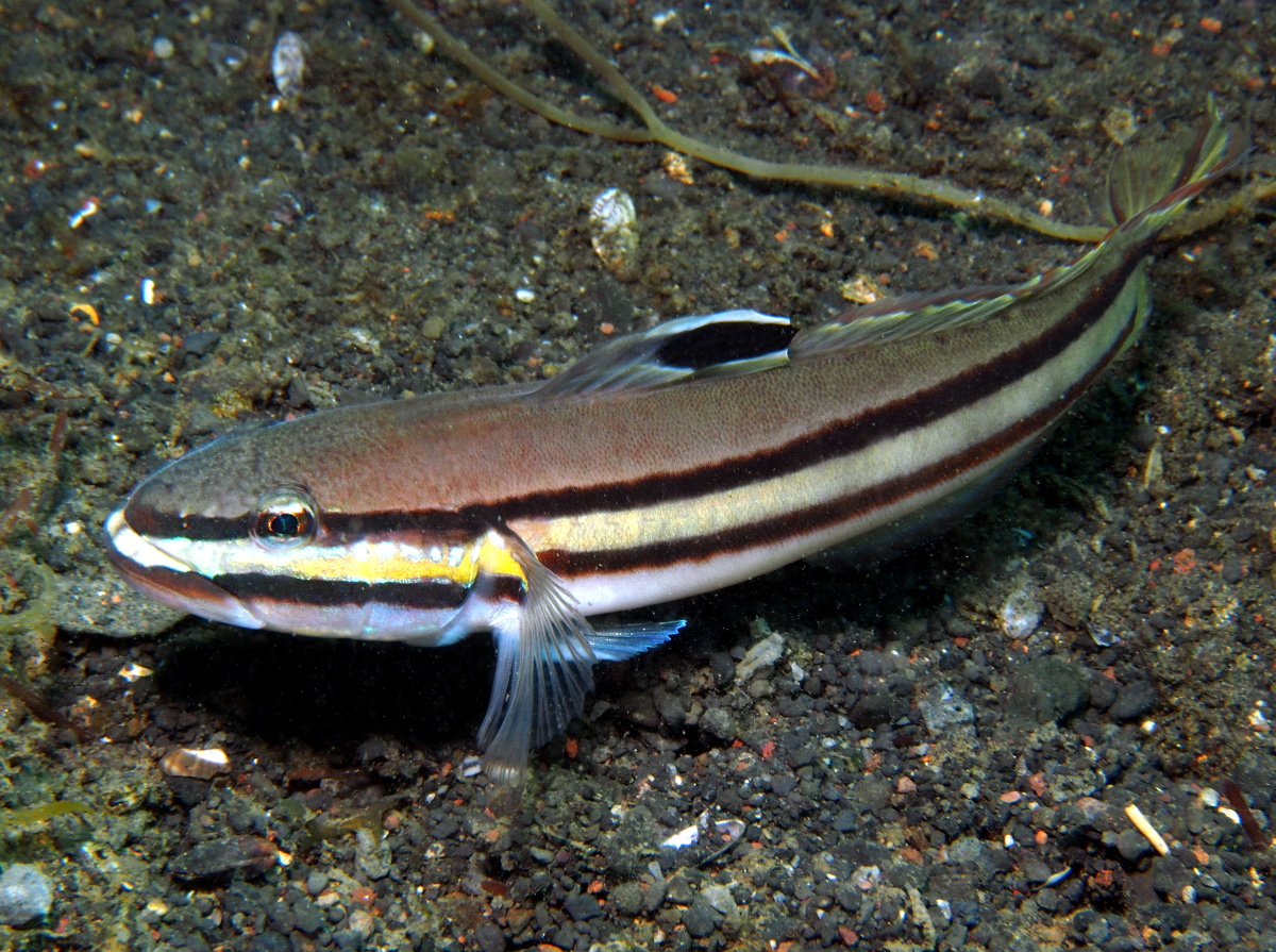 Twostripe Goby - Valenciennea helsdingenii - Lembeh Strait, Indonesia