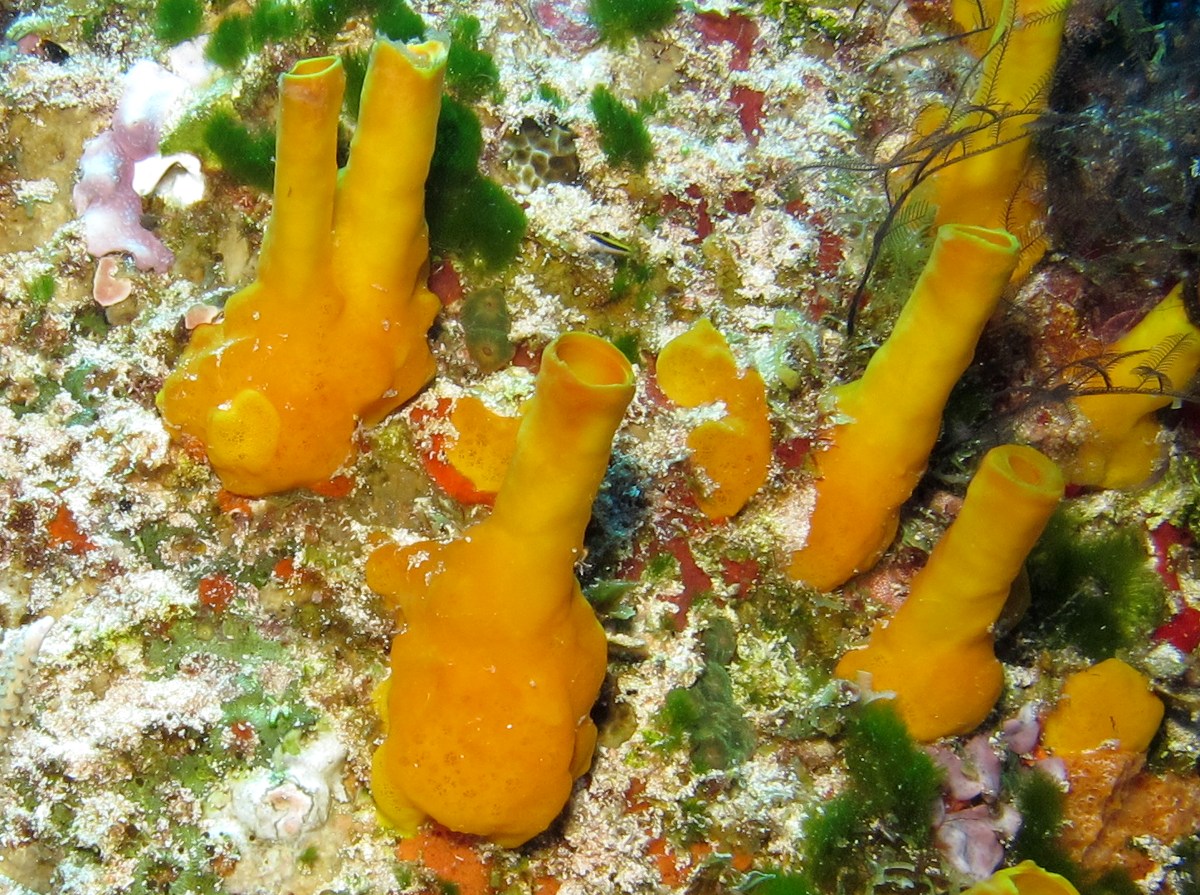 Variable Boring Sponge - Aka coralliphaga