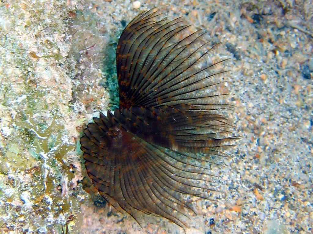 Variegated Feather Duster - Bispira variegata