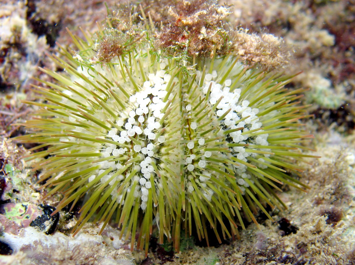 Variegated Urchin - Lytechinus variegatus