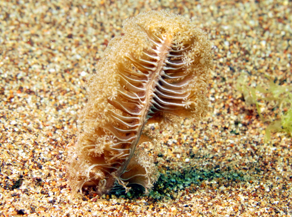 Virgularia sp. 2 - Virgularia sp. 2 - Dumaguete, Philippines