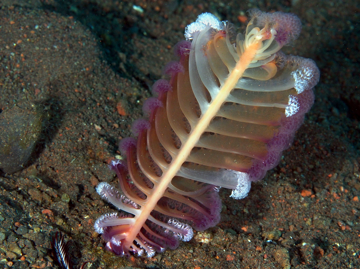 Virgularia sp. 3 - Virgularia sp. 3